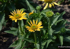 Het was nog wat vroeg voor de Echinacea maar de mooie sombrerovormige bloem wordt al zichtbaar. De robuuste planten zijn ideaal voor teelt in een 13-15 cm pot of containers van 2-3 liter. Goede eigenschappen van deze serie zijn de lange bloeiperiode in combinatie met de goed vertakkende en compacte plantbouw. Dit is de gele variant uit de lijn Celebrate with Echinacea, maar ook de kleuren oranje en rood zijn te vinden in deze lijn.